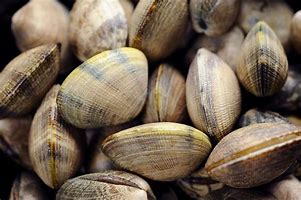 clam up